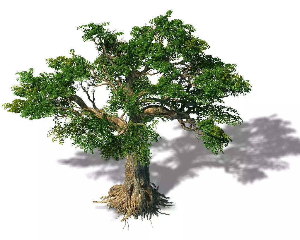 Trees - Huanglongshan trees 3D model