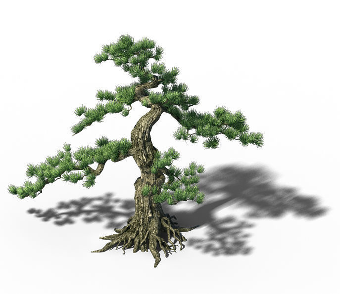 Trees - Huanglongshan Pine 01 3D model_5