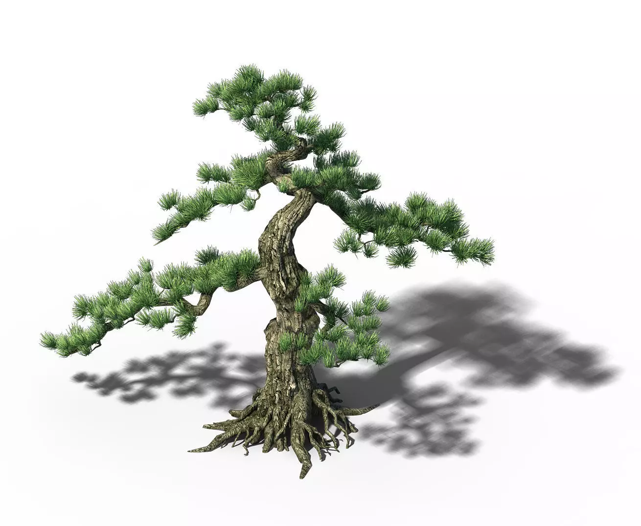 Trees - Huanglongshan Pine 01 3D model_0