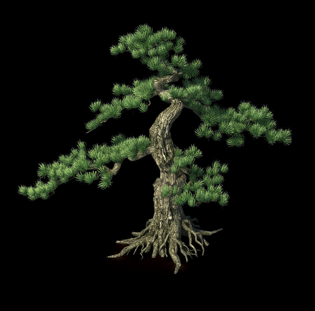 Trees - Huanglongshan Pine 01 3D model_3