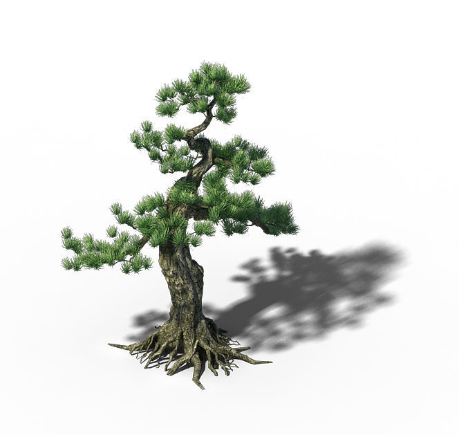 Trees - Huanglongshan Pine 01 3D model_4
