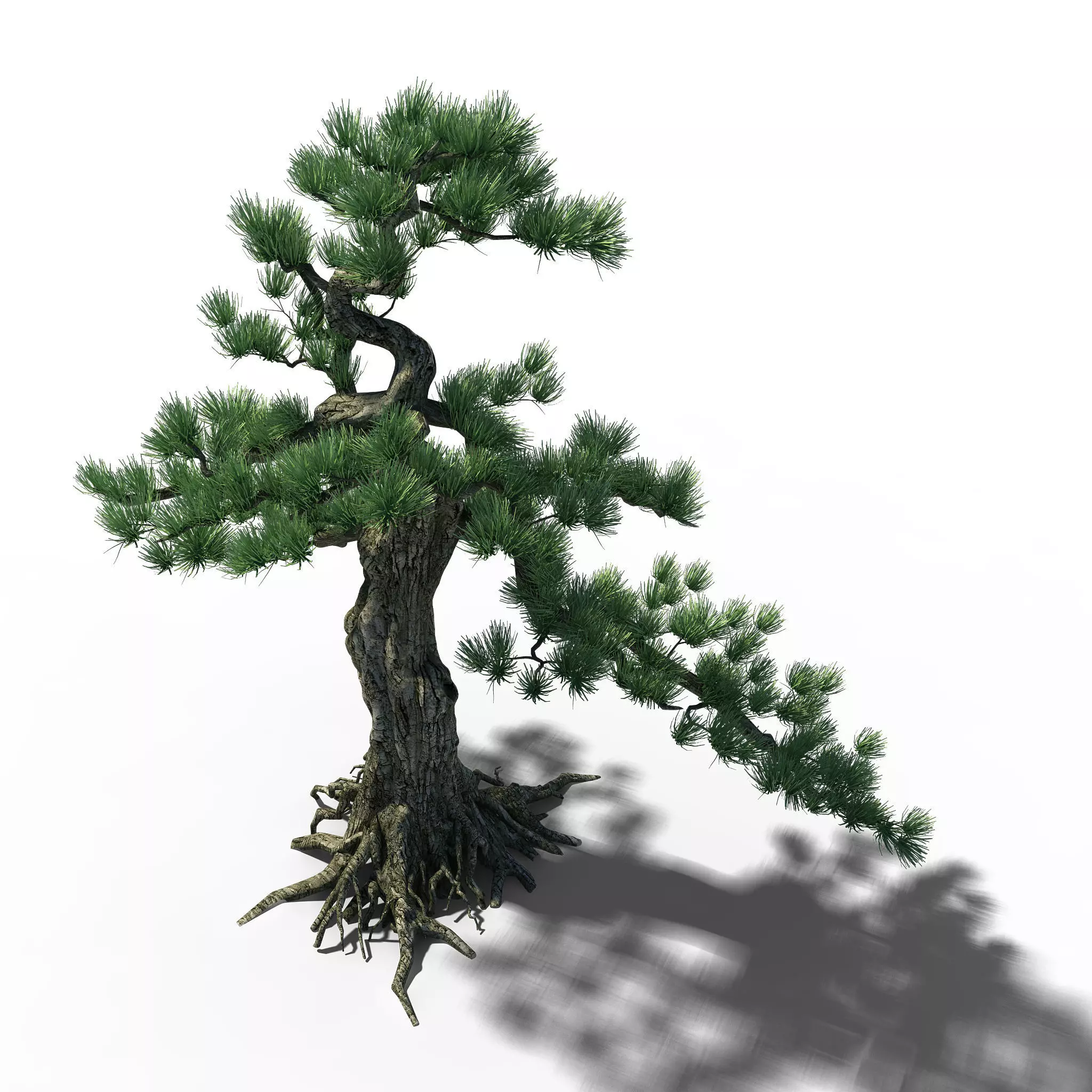 Trees - Huanglongshan Pine 02 3D model_0