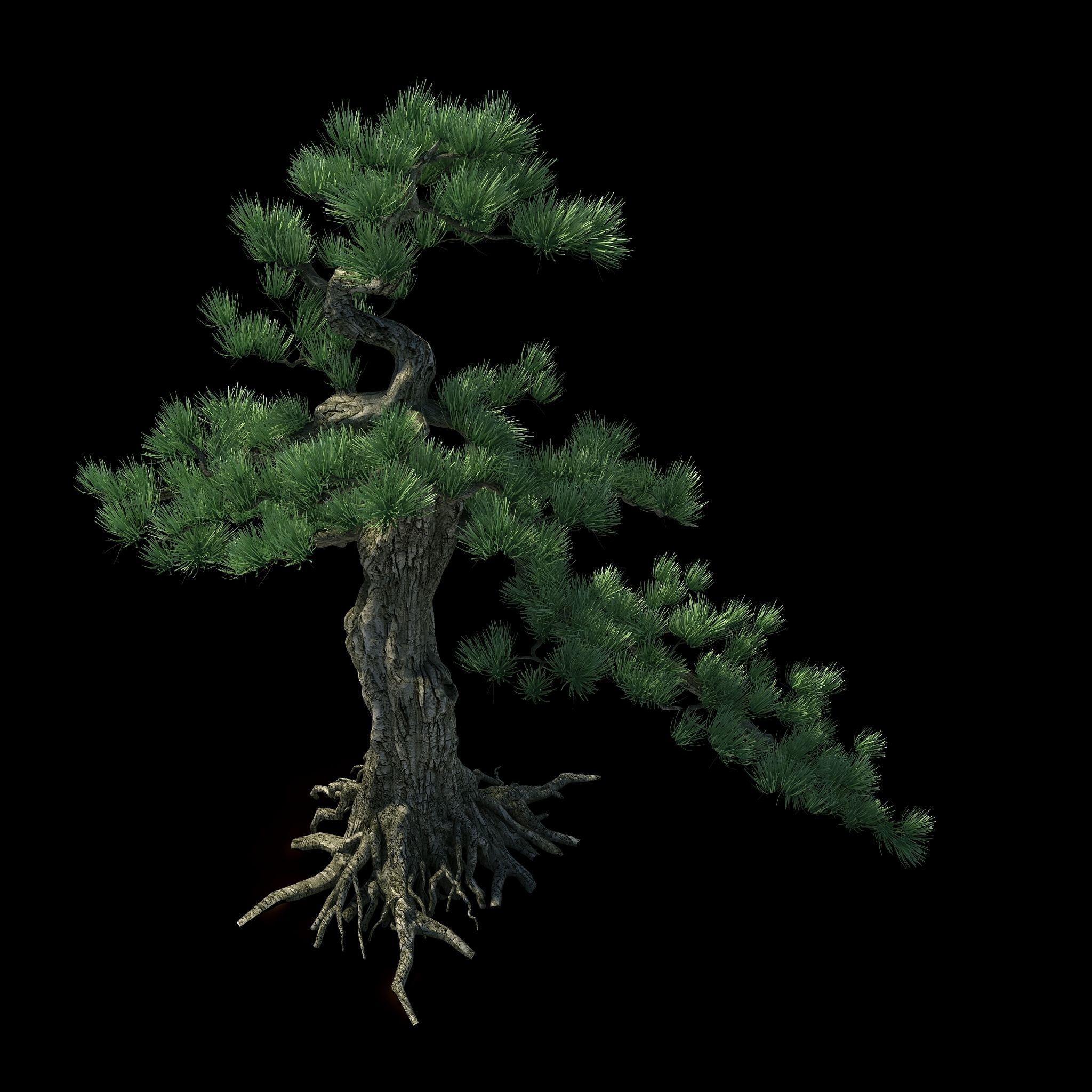 Trees - Huanglongshan Pine 02 3D model_1