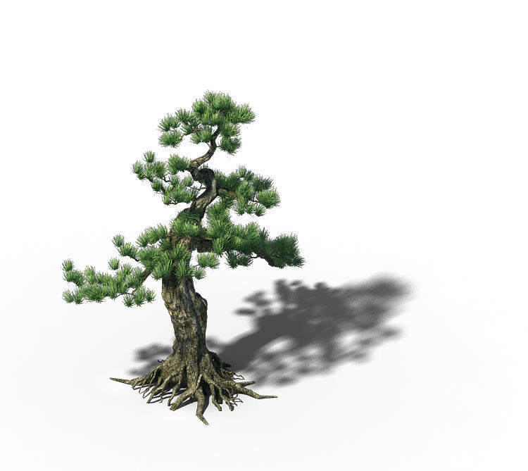 Trees - Huanglongshan Pine 02 3D model_4