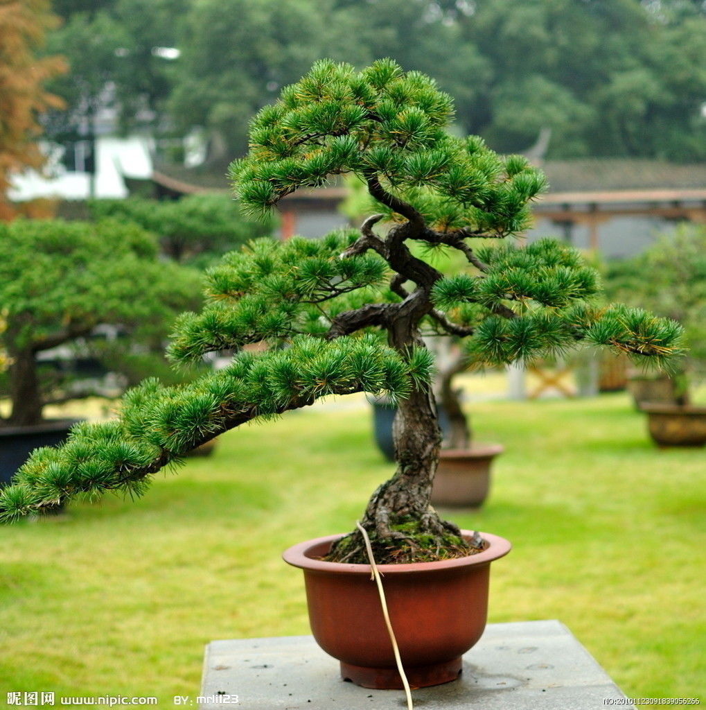 Trees - Huanglongshan Pine 02 3D model_6