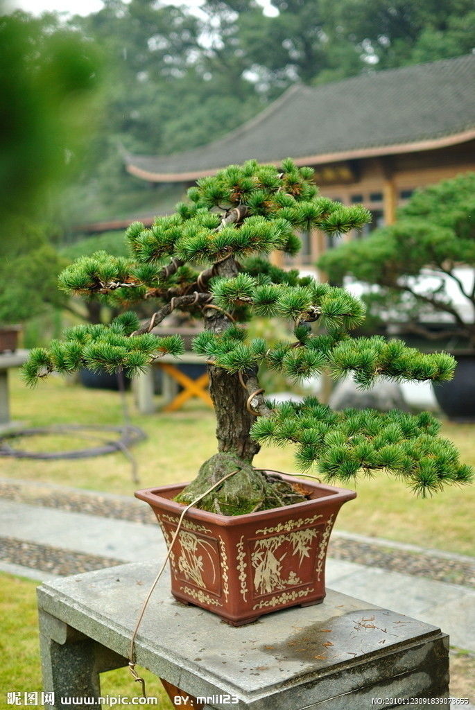 Trees - Huanglongshan Pine 02 3D model_7