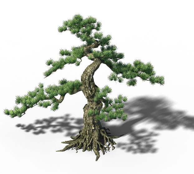 Trees - Huanglongshan Pine 02 3D model_5