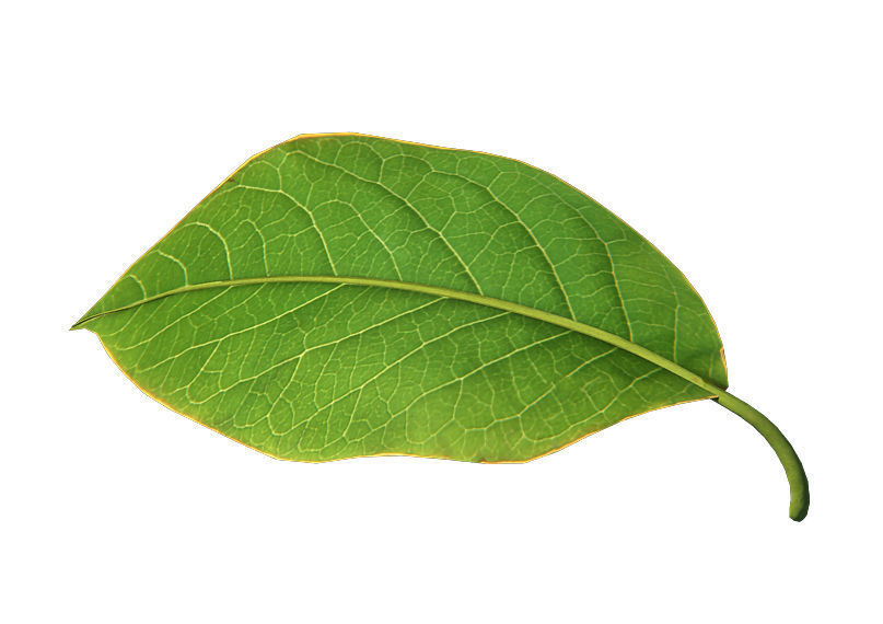 Trees - leaves 03 3D model_3