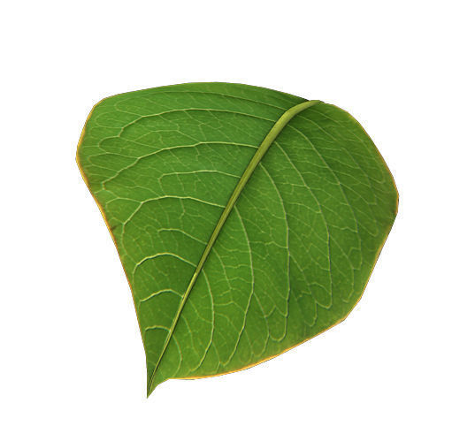 Trees - leaves 03 3D model_1