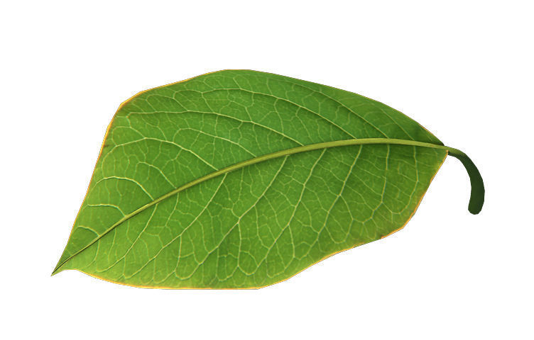 Trees - leaves 03 3D model_2