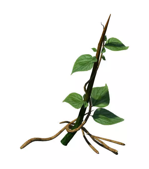 Big Trees - Vines 02 3D model