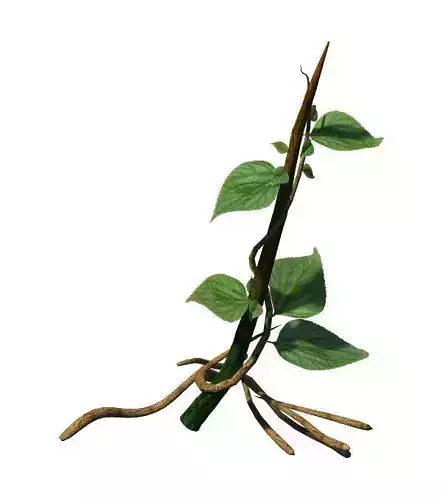 Big Trees - Vines 02