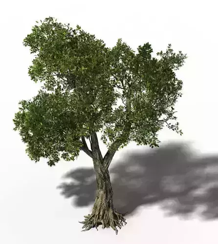 Windland Prairie - Big Tree 01