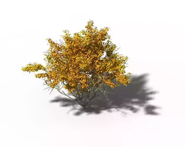 Shrub - Huanglongshan Small Tree 02