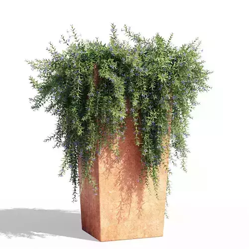 Rosemary pot