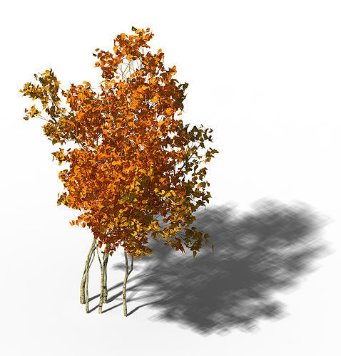 Shrub - Huanglongshan Small Trees 03 3D model