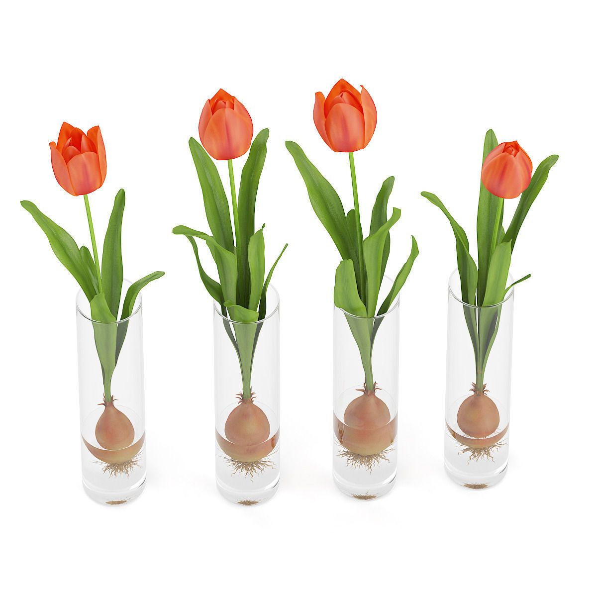 Four Tulips in Glasses 3D model_4