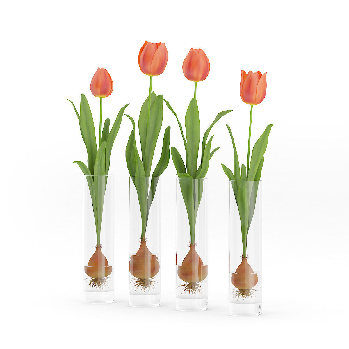 Four Tulips in Glasses 3D model_2