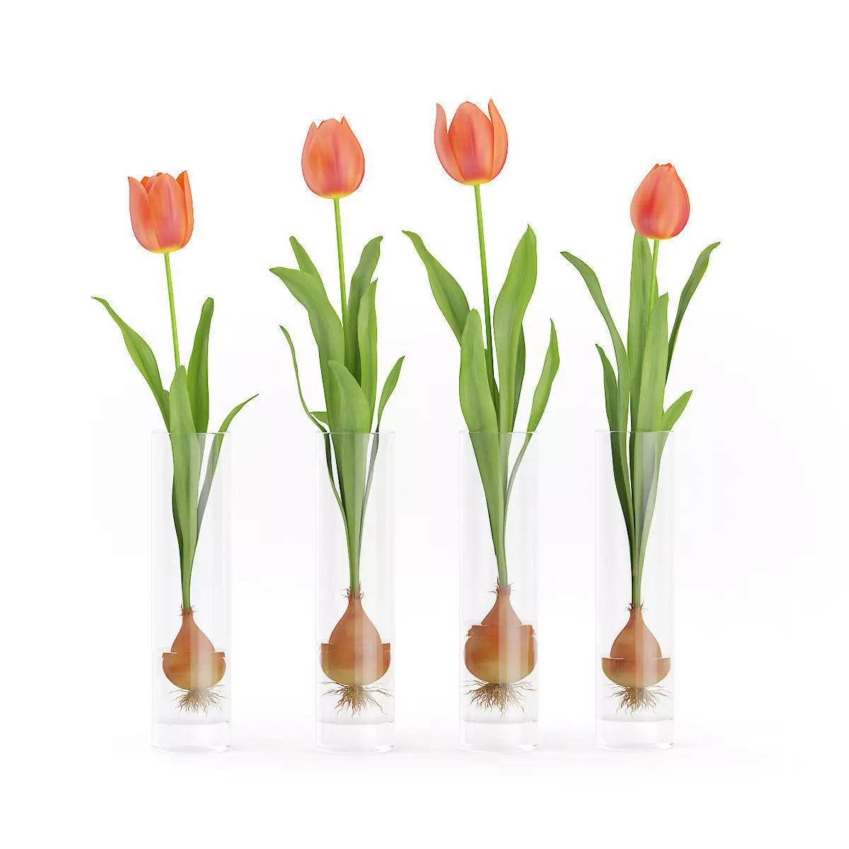 Four Tulips in Glasses 3D model_0