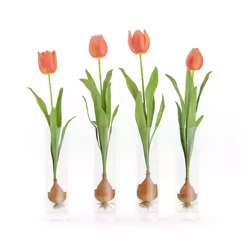 Four Tulips in Glasses