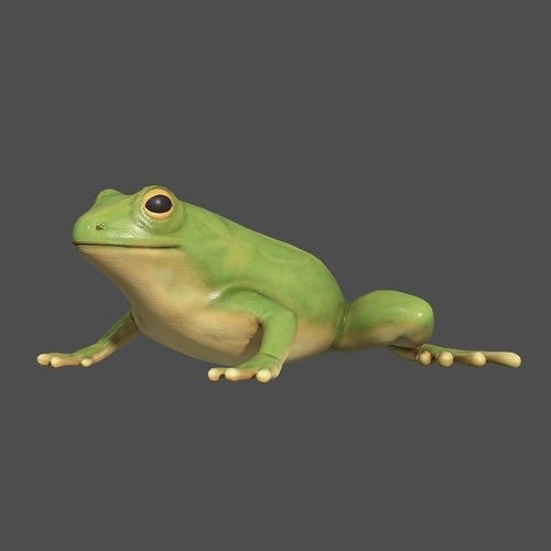 Tree frog Low-poly 3D model