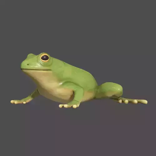 Tree frog Low-poly 3D model