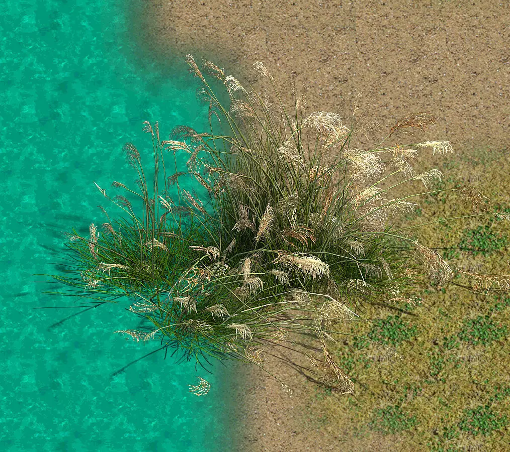 Lakeside Plants - Reed 04 3D model_0