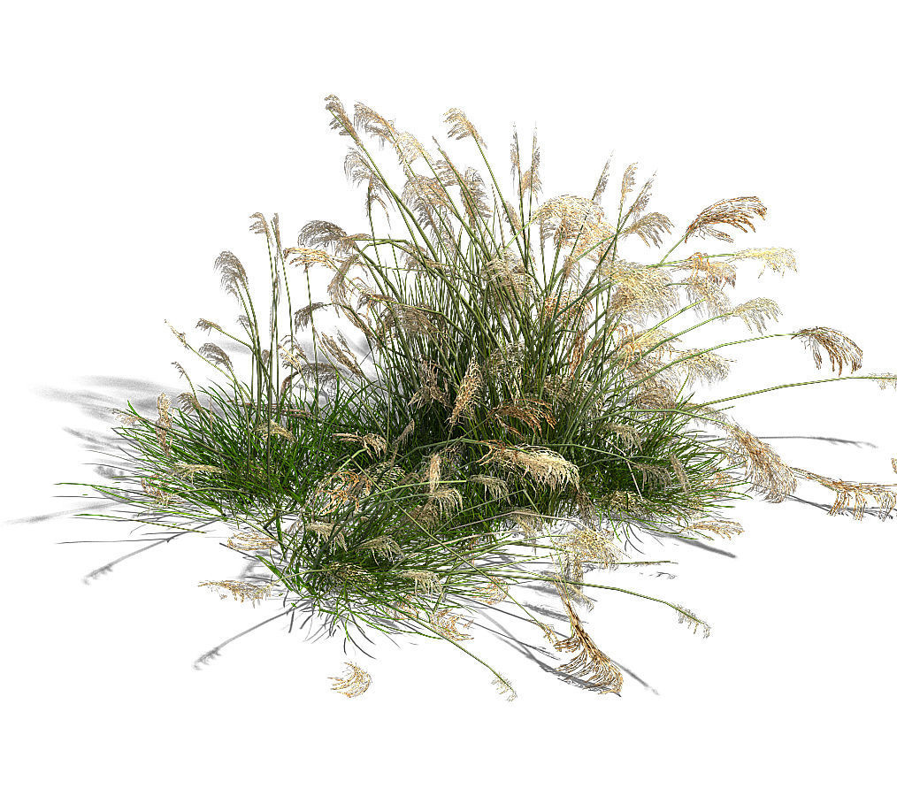 Lakeside Plants - Reed 04 3D model_1