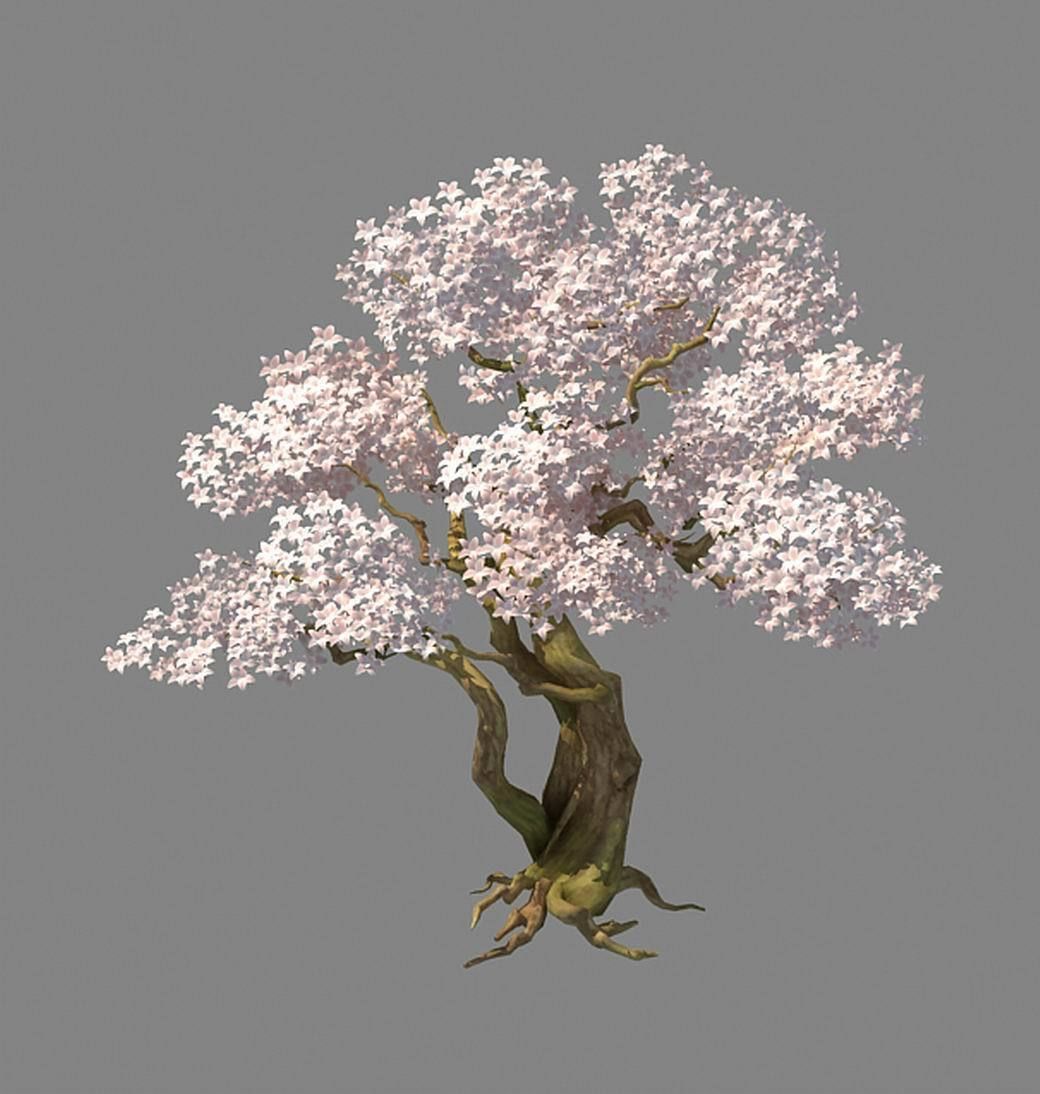 Birch 62 3D model_3