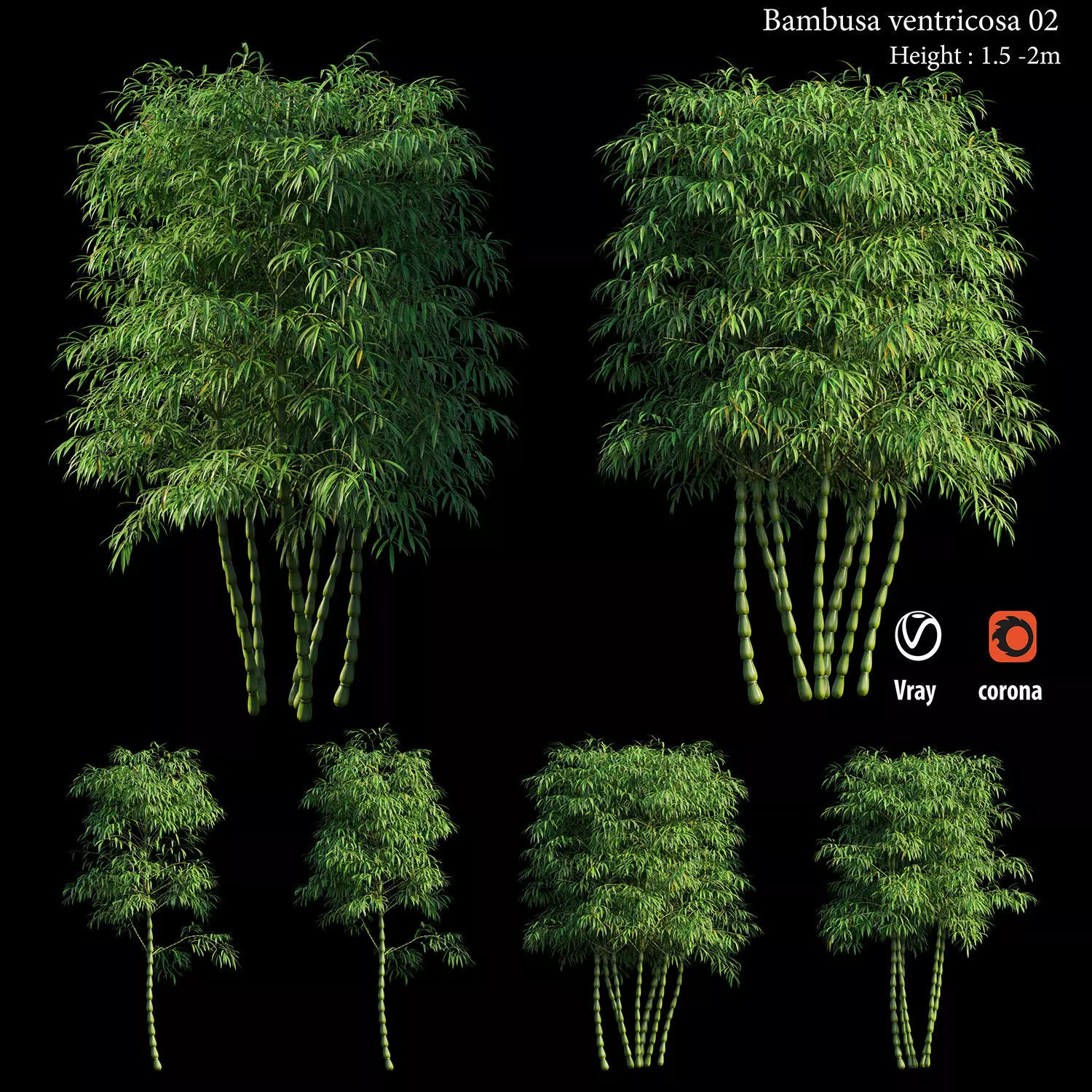 Bambusa ventricosa 02 3D model