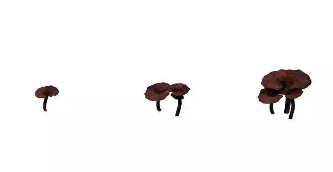 Alchemy - Ganoderma lucidum 02