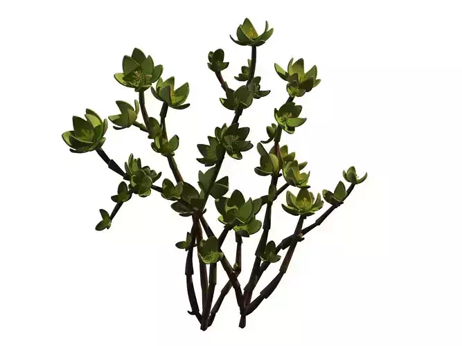 Mount Cliff - Small Plant 01