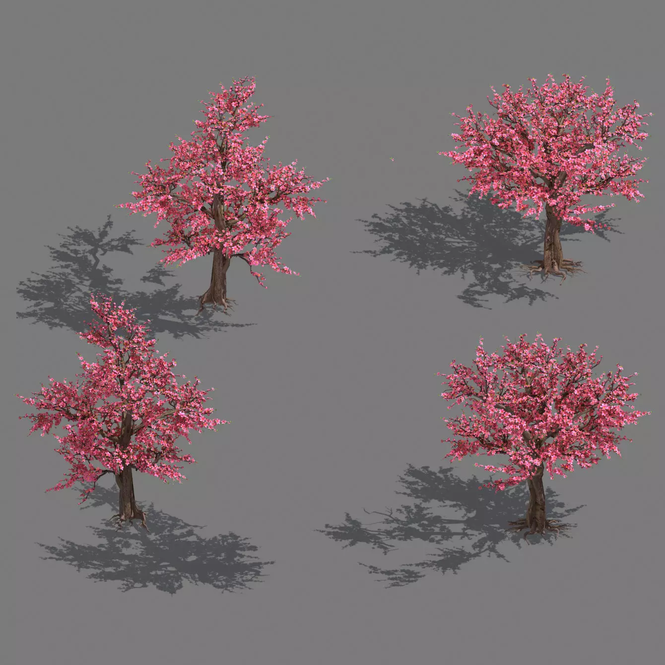 Daughter village plant - peach tree 032 3D model_0