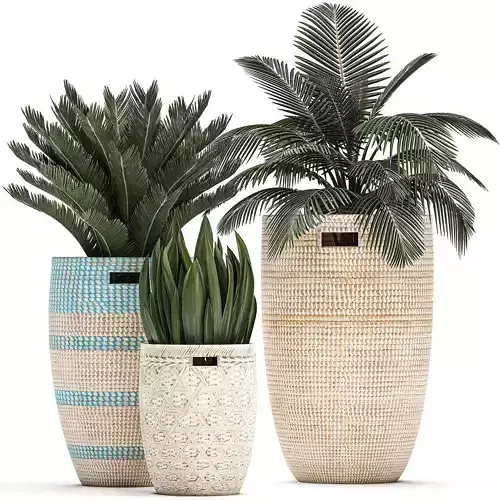 Decorative plants in flower pots for the interior 481