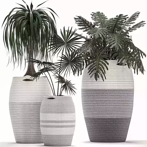 Decorative plants in flower pots for the interior 482