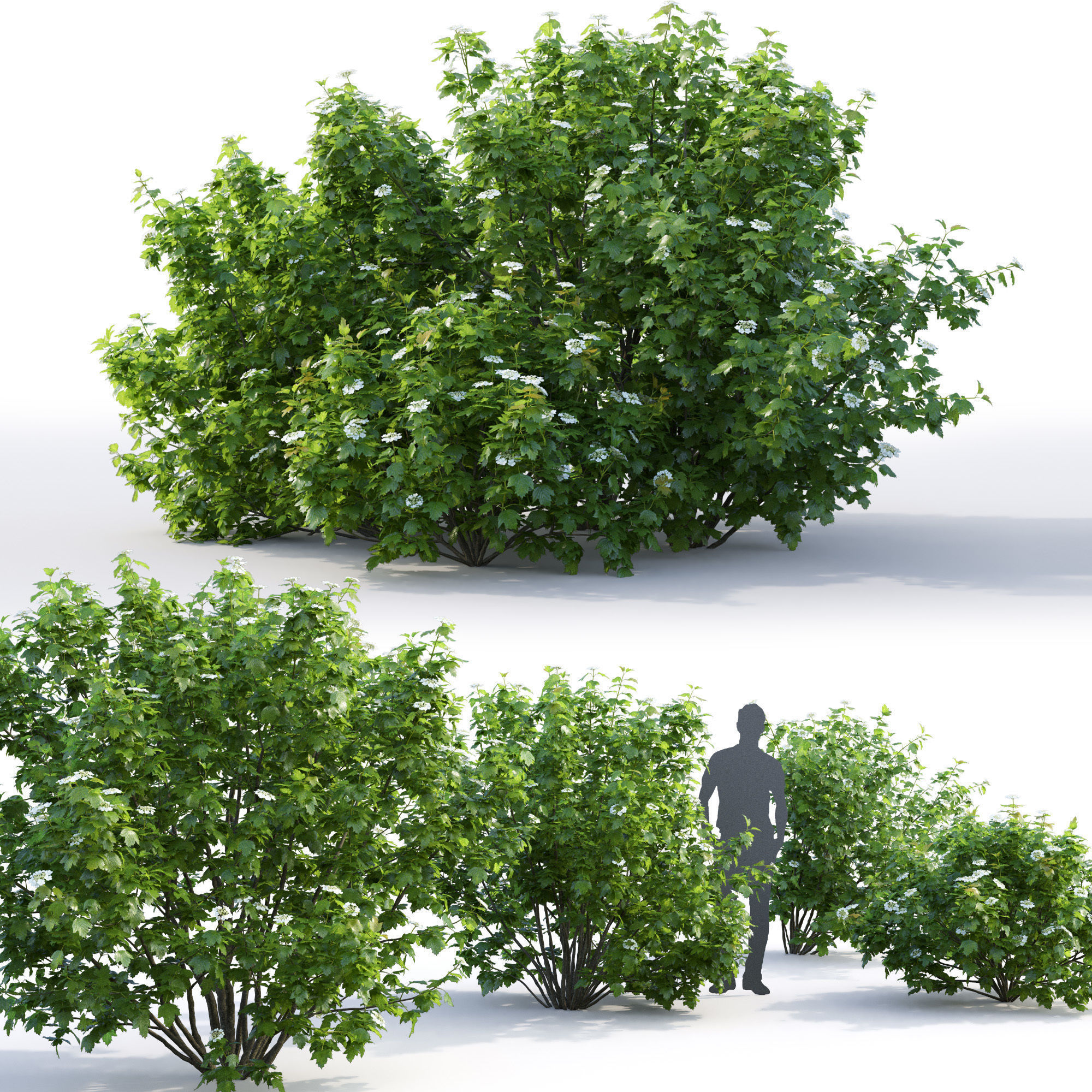 Viburnum flowering 02 3D model_2