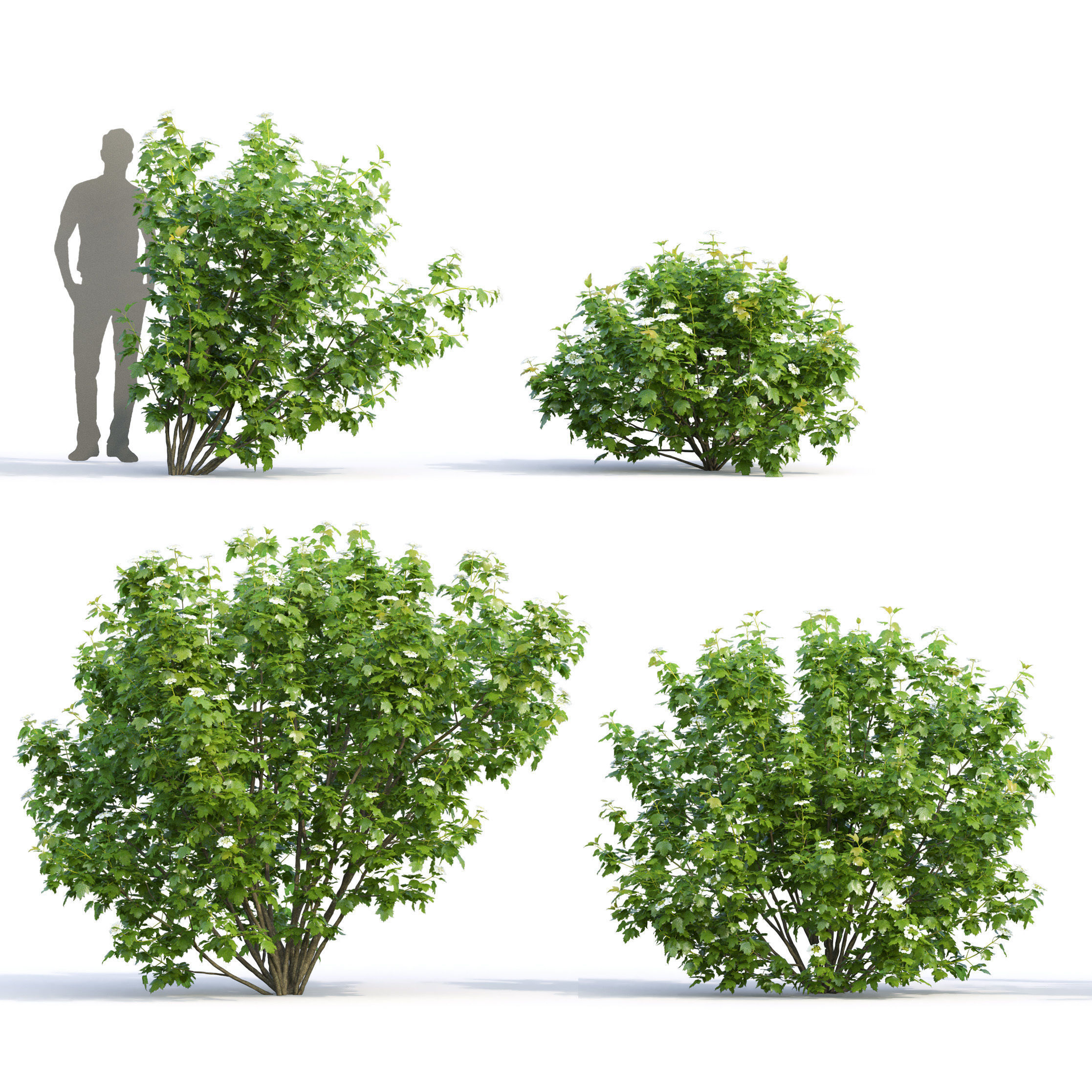 Viburnum flowering 02 3D model_1