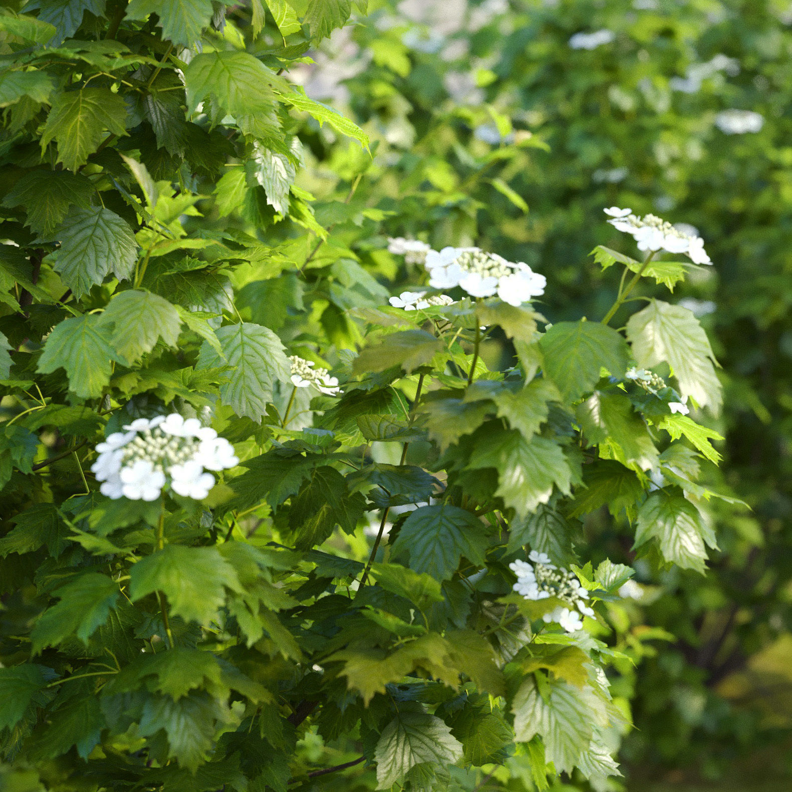 Viburnum flowering 02 3D model_3