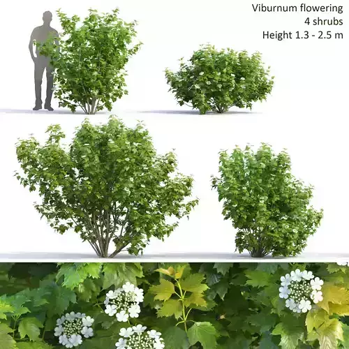 Viburnum flowering 02 3D model