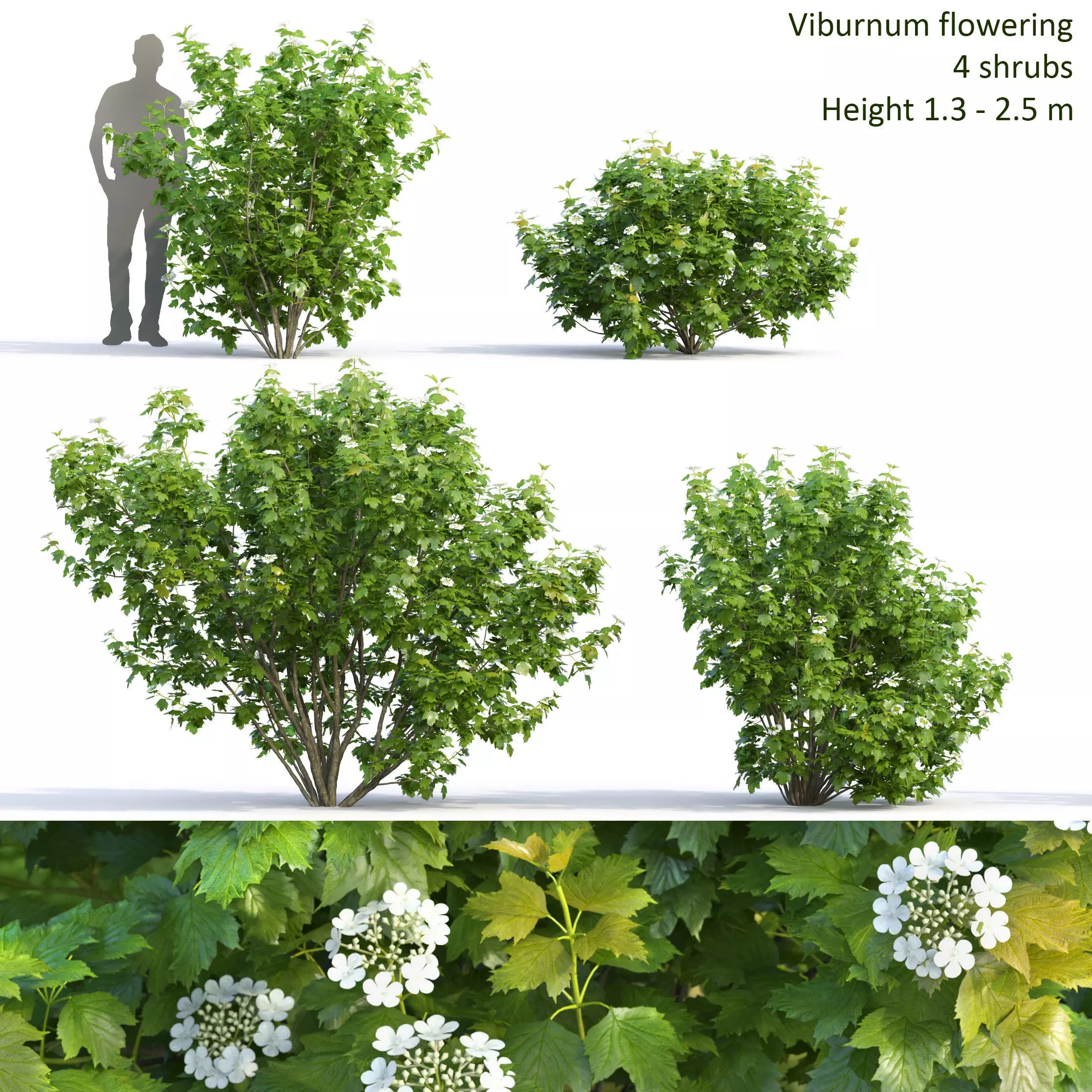Viburnum flowering 02 3D model_0