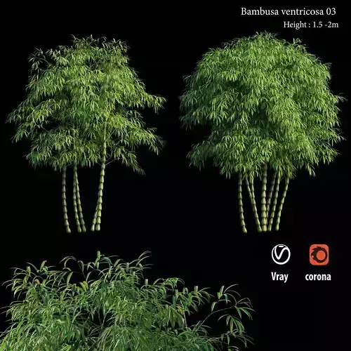 Bambusa ventricosa 03  3D model