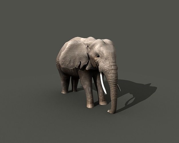 African Elephant 3D model