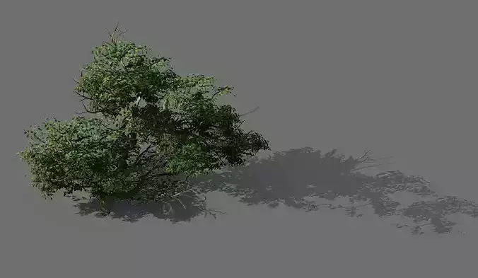 Game Model - Forest - Shrub 14
