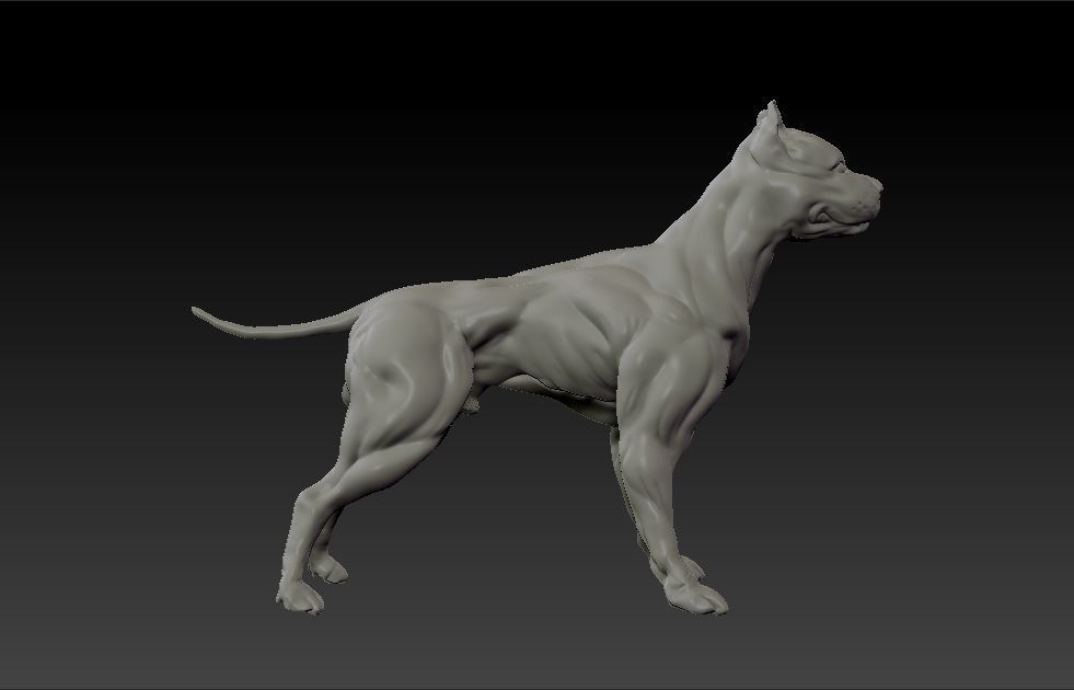 American pitbull terrier dog 3D print model_1