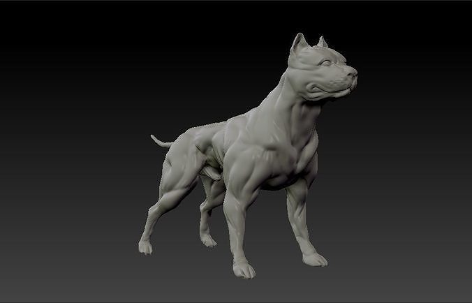 American pitbull terrier dog 3D print model