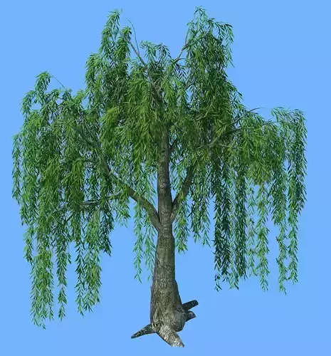 Forest Trees - Willow 01