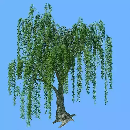 Forest Trees - Willow 02