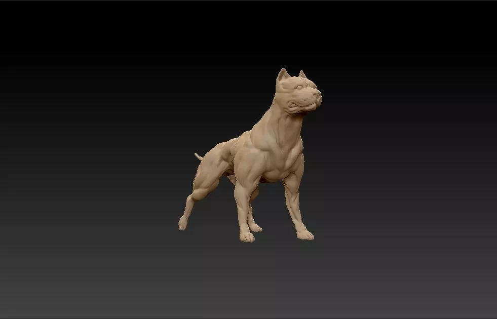 standing muscular american pitbull terrier dog 3D print model_0