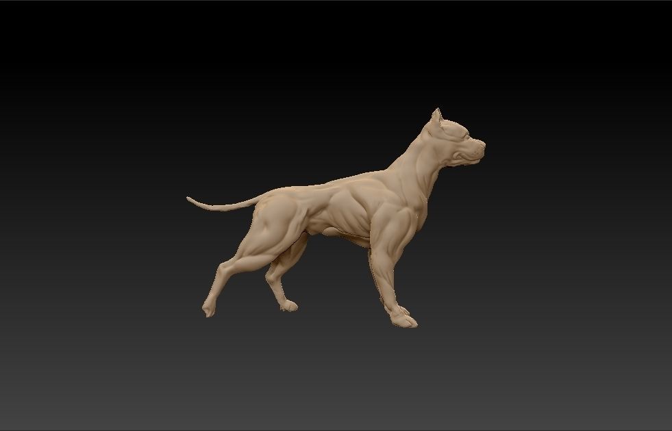 standing muscular american pitbull terrier dog 3D print model_1