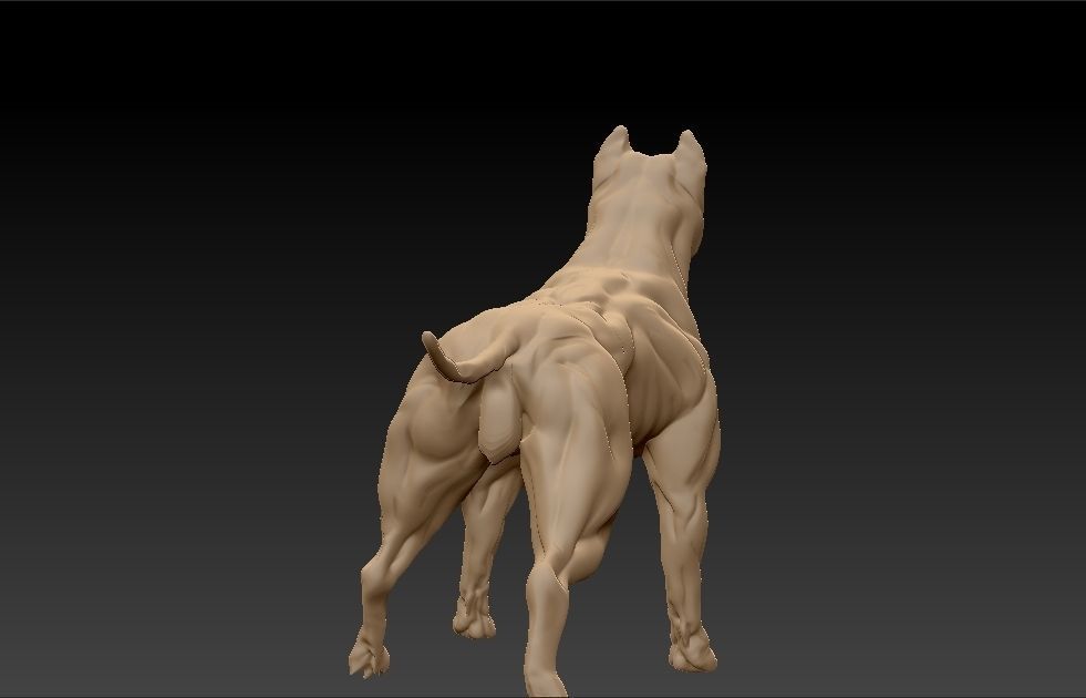 standing muscular american pitbull terrier dog 3D print model_4
